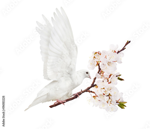 white flying dove with cherry tree branch in blooms
