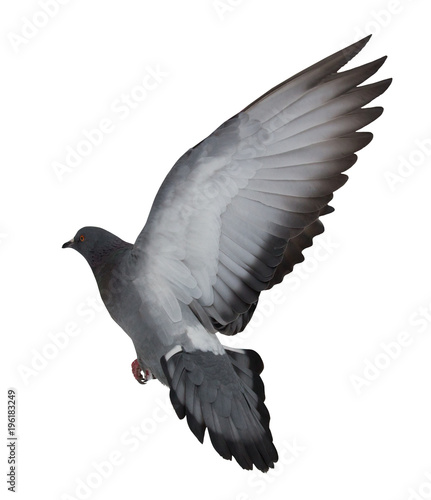 isolated on white dark gray flying dove © Alexander Potapov