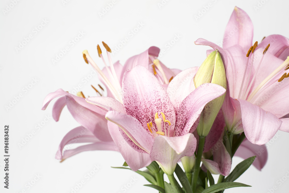 Beautiful pink lily on white background