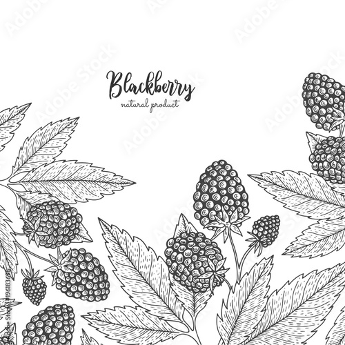 Hand drawn illustration of blackberry isolated on white background. Berries engraved style illustration. Detailed frame with berries. Applicable for menu, flyer, label, poster, print, packaging