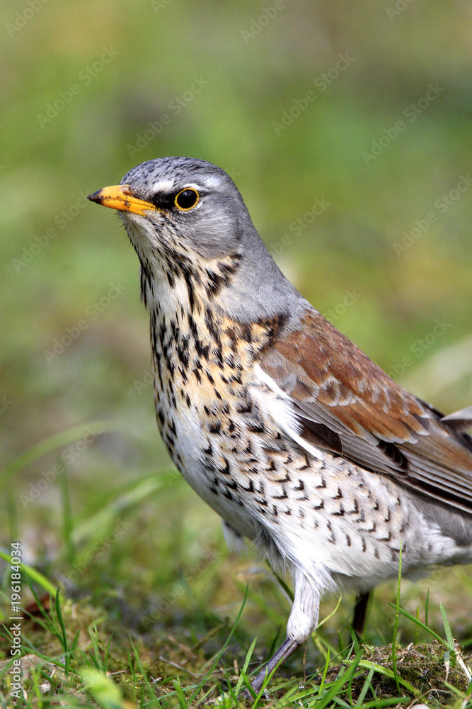 Single Fieldfare bird on grassy wetlands during a spring nesting period Single Fieldfare bird on grassy wetlands during a spring nesting period