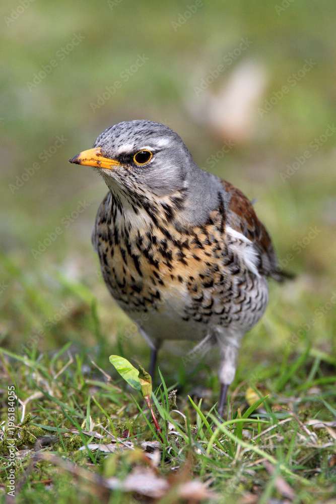 Single Fieldfare bird on grassy wetlands during a spring nesting period Single Fieldfare bird on grassy wetlands during a spring nesting period