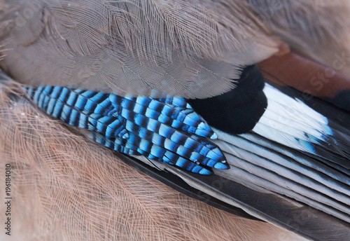Foto Eurasian jay feathers closeup