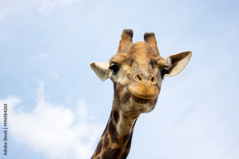 Naklejka premium Giraffe on the background of blue sky