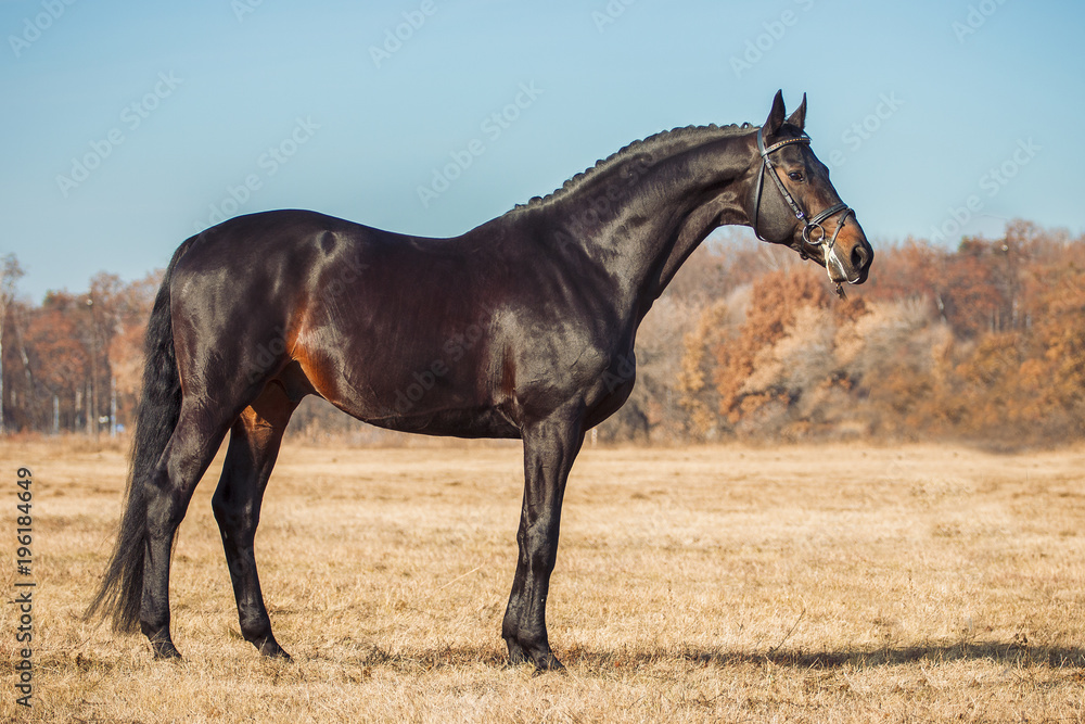 Exterior photo of a beautiful horse of the breed Ukrainian Horse Exterior photo of a beautiful horse of the breed Ukrainian Horse