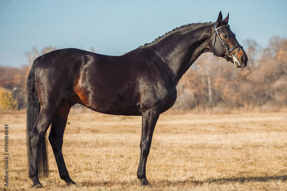 Exterior photo of a beautiful horse of the breed Ukrainian Horse Exterior photo of a beautiful horse of the breed Ukrainian Horse
