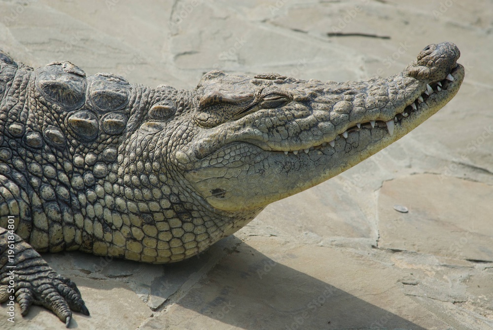 Fototapeta premium Big crocodile resting on the rocks