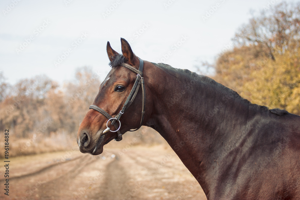 Fototapeta premium Exterior photo of a beautiful horse of the breed Ukrainian Horse