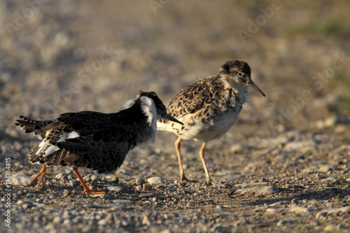 Pair of mating Ruff birds on grassy wetlands during a spring nesting period
