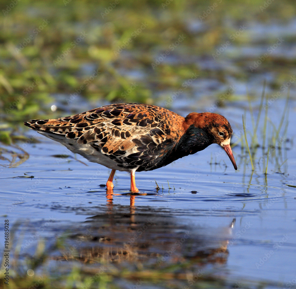 Single Ruff bird on grassy wetlands during a spring nesting period Single Ruff bird on grassy wetlands during a spring nesting period