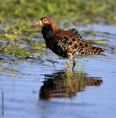 Single Ruff bird on grassy wetlands during a spring nesting period