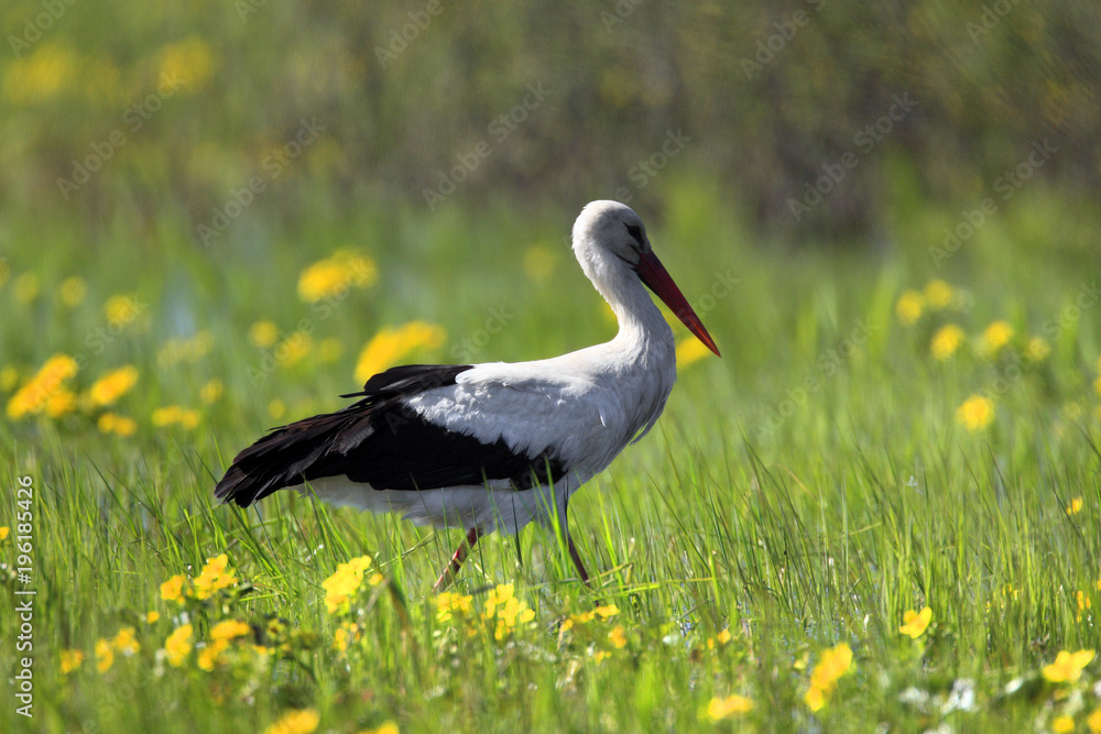 Fototapeta premium Single White Stork bird on a grassy meadow during the spring nesting period
