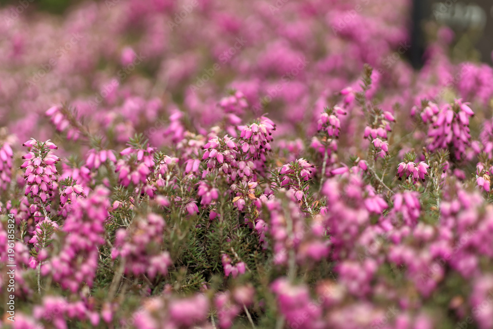 ピンク色の小さな花の花畑 Stock 写真 Adobe Stock