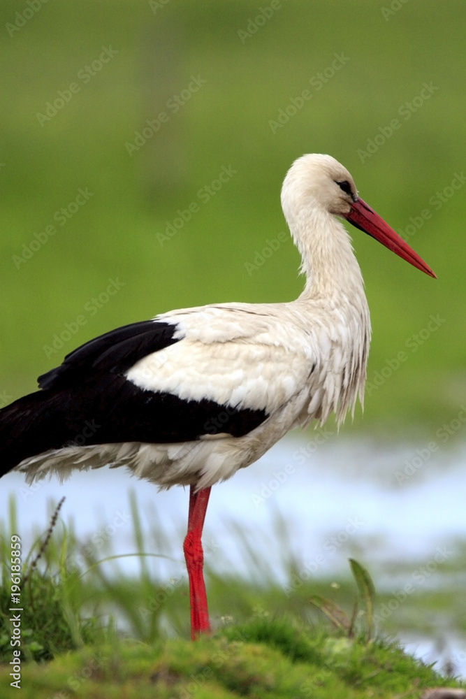 Single White Stork bird on a grassy meadow during the spring nesting period Single White Stork bird on a grassy meadow during the spring nesting period