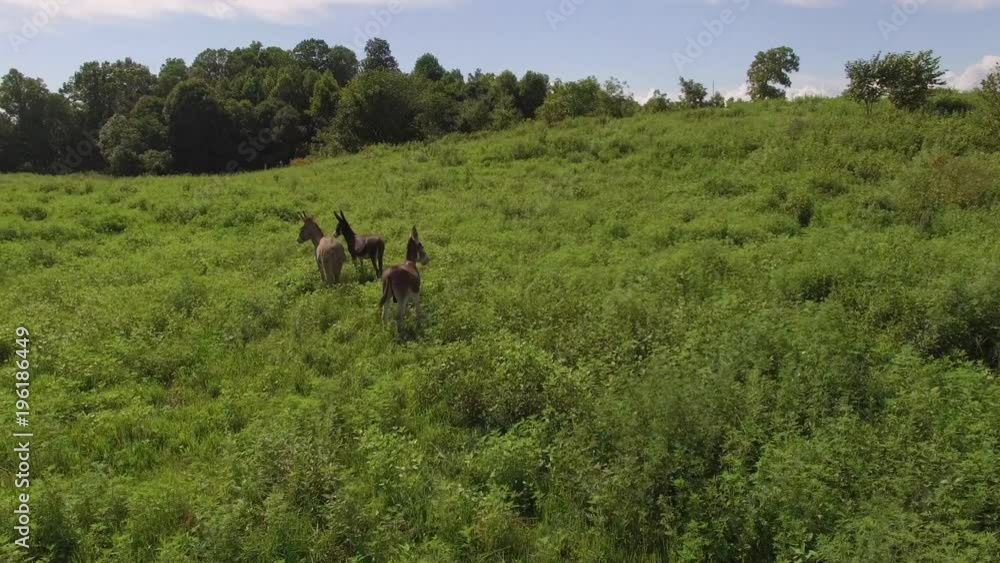 Orbiting Donkeys in a Field on a Beautiful Day Orbiting Donkeys in a Field on a Beautiful Day