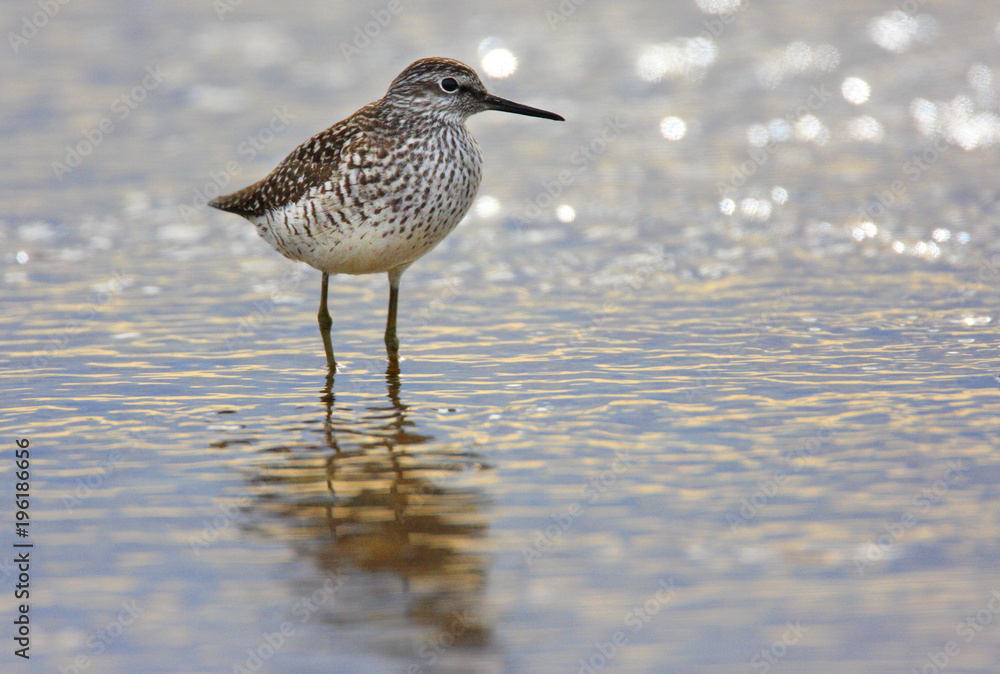 Single Wood sandpiper bird in wetlands during a spring nesting period Single Wood sandpiper bird in wetlands during a spring nesting period