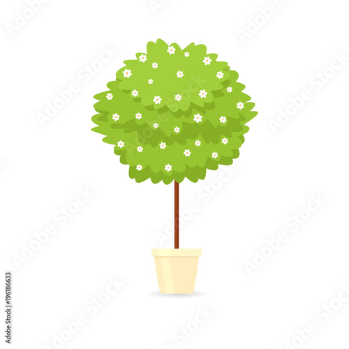 Decorative trimming outdoor plant tree in pot.