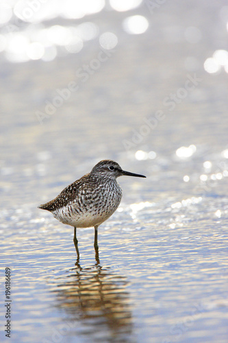 Single Wood sandpiper bird in wetlands during a spring nesting period