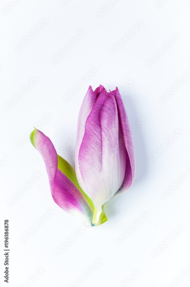 A single pink tulip with one petal unfurling against a white background