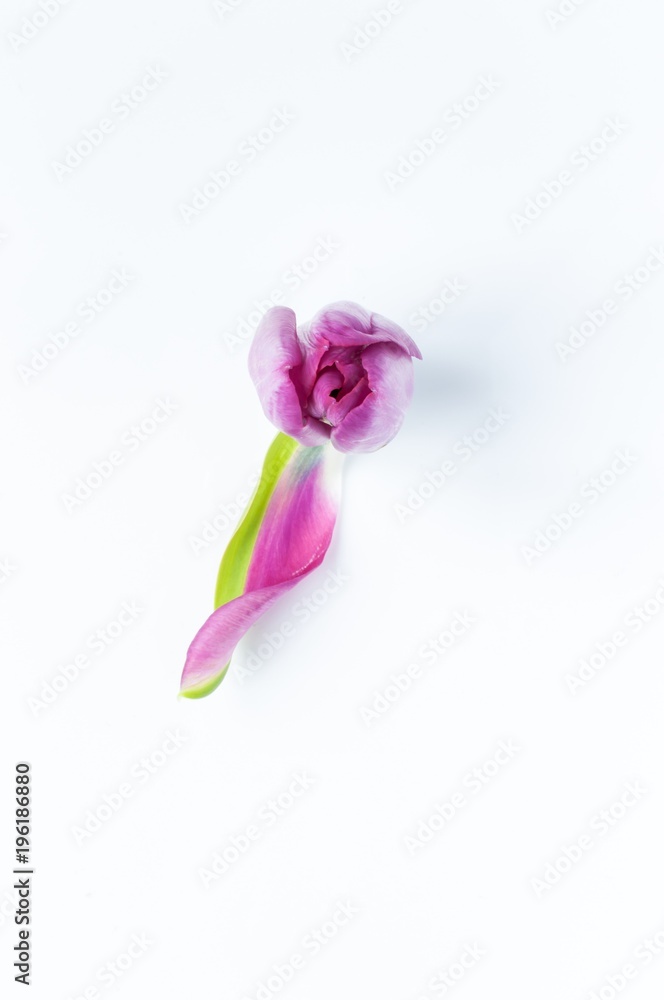 Looking down on a single pink tulip head with one petal fallen off Looking down on a single pink tulip head with one petal fallen off