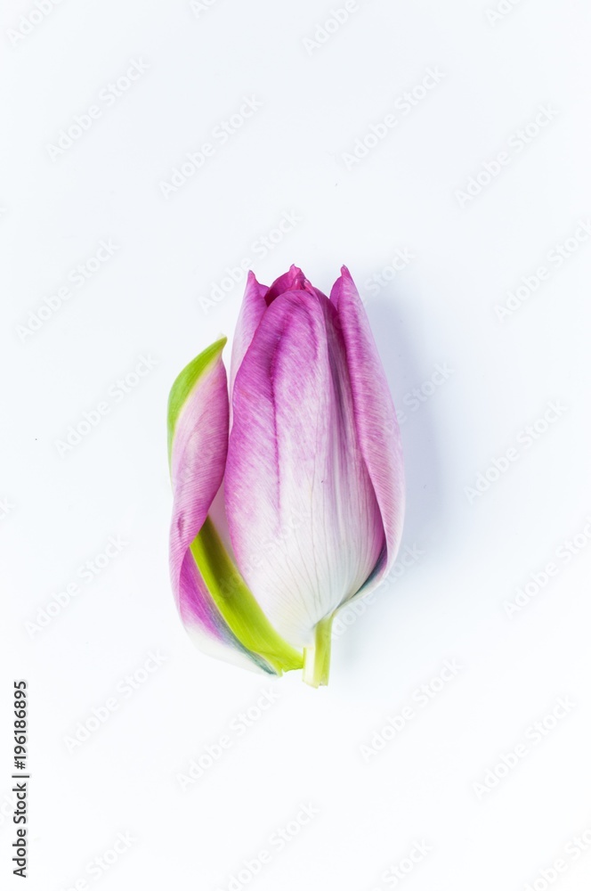 A single pink tulip head with one petal starting to unfurl against a white background A single pink tulip head with one petal starting to unfurl against a white background