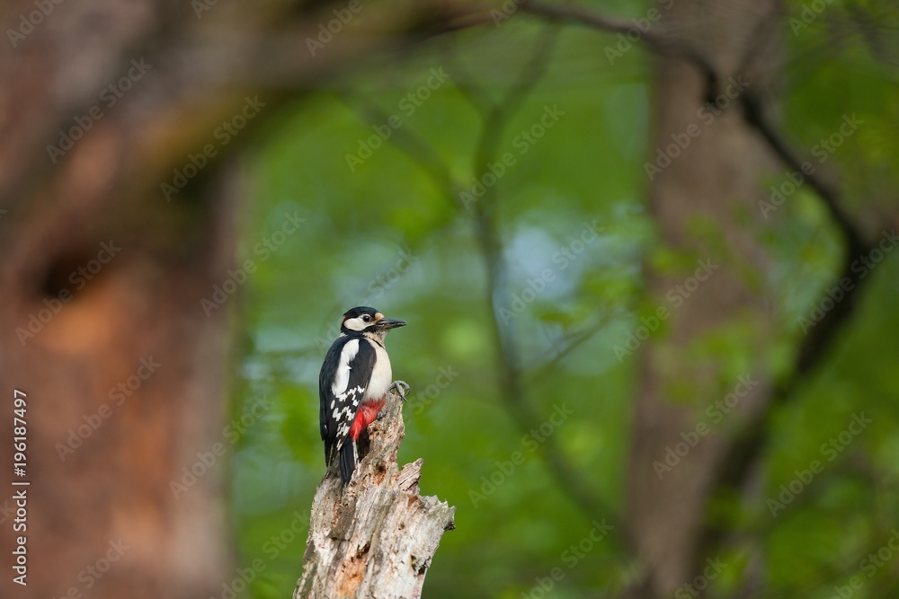 Great Spotted Woodpecker Dendrocopos major sitting on an old tree Great Spotted Woodpecker Dendrocopos major sitting on an old tree