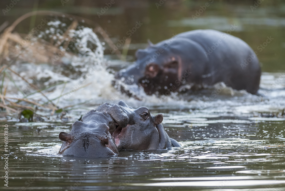 Hippopotamus , Kruger National Park , Africa Hippopotamus , Kruger National Park , Africa