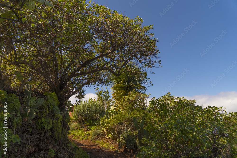 At the Hiking Trail to the Cuevas de Buracas ( Buracas Caves ) near Las Tricias and Santo Domingo at the west coast of La Palma / Canary Islands At the Hiking Trail to the Cuevas de Buracas ( Buracas Caves ) near Las Tricias and Santo Domingo at the west coast of La Palma / Canary Islands