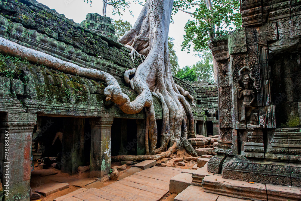 Fototapeta premium Ta Prohm - temple with tree and roots- Angkor Wat - Cambodia