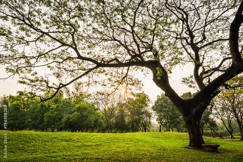 Big rain tree with green grass field in Public Park Big rain tree with green grass field in Public Park