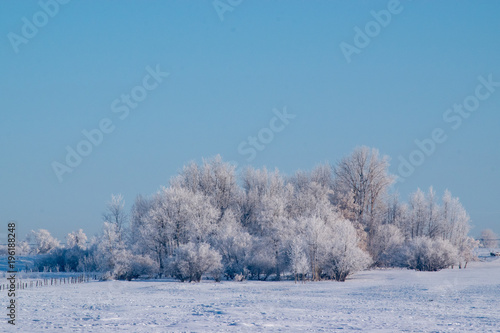 Heavily Frosted Trees against a Robin Egg Blue Sky