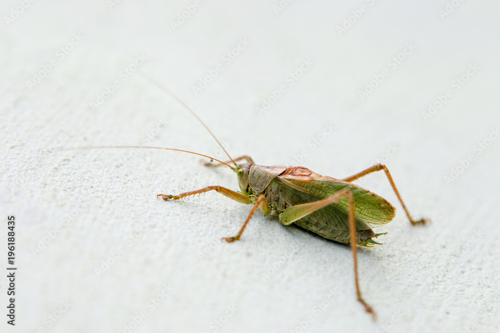 Green grasshopper on a white background Green grasshopper on a white background