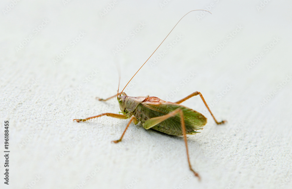Green grasshopper on a white background Green grasshopper on a white background