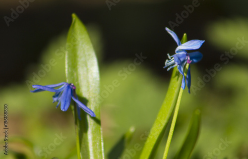 Blue Flower