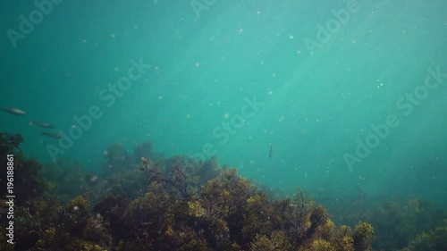 Black Sea fish mullet swims over thickets of algae Cystosira photo