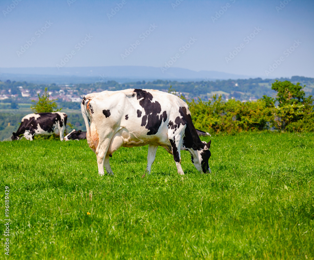 English rural landscape in with grazing Holstein Friesian cattle English rural landscape in with grazing Holstein Friesian cattle