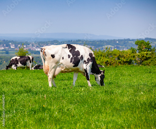 English rural landscape in with grazing Holstein Friesian cattle
