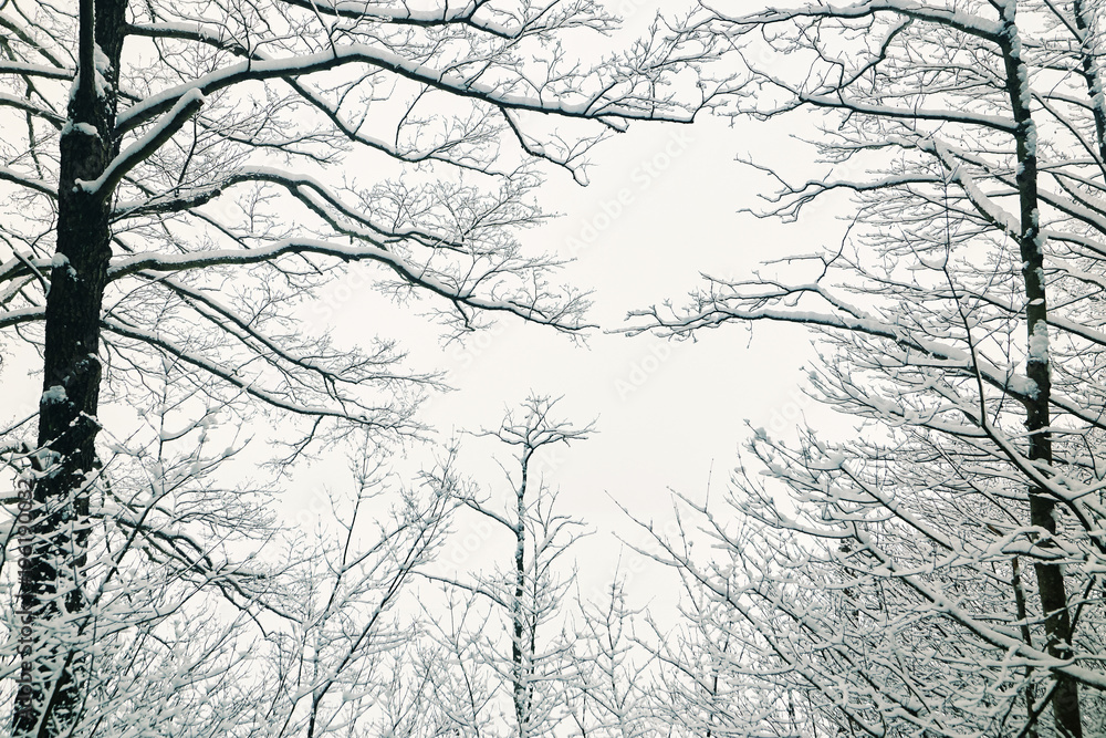 Obraz premium Belarus, Grodno, Snowy fairy forest around Molochnoe Lake.