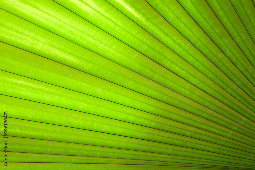 Palm leaves as a background Palm leaves as a background