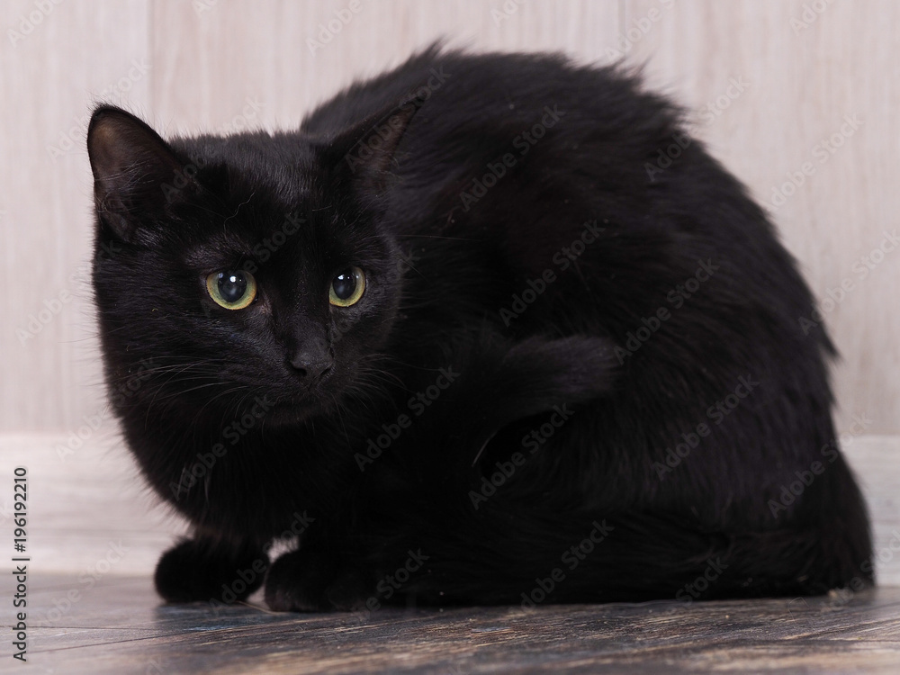 Black cat on the floor. Portrait of a beautiful animal