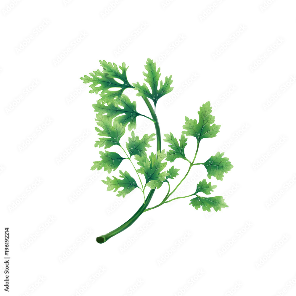 Isolated illustration of a leaf or branch of parsley on white background. Isolated illustration of a leaf or branch of parsley on white background.
