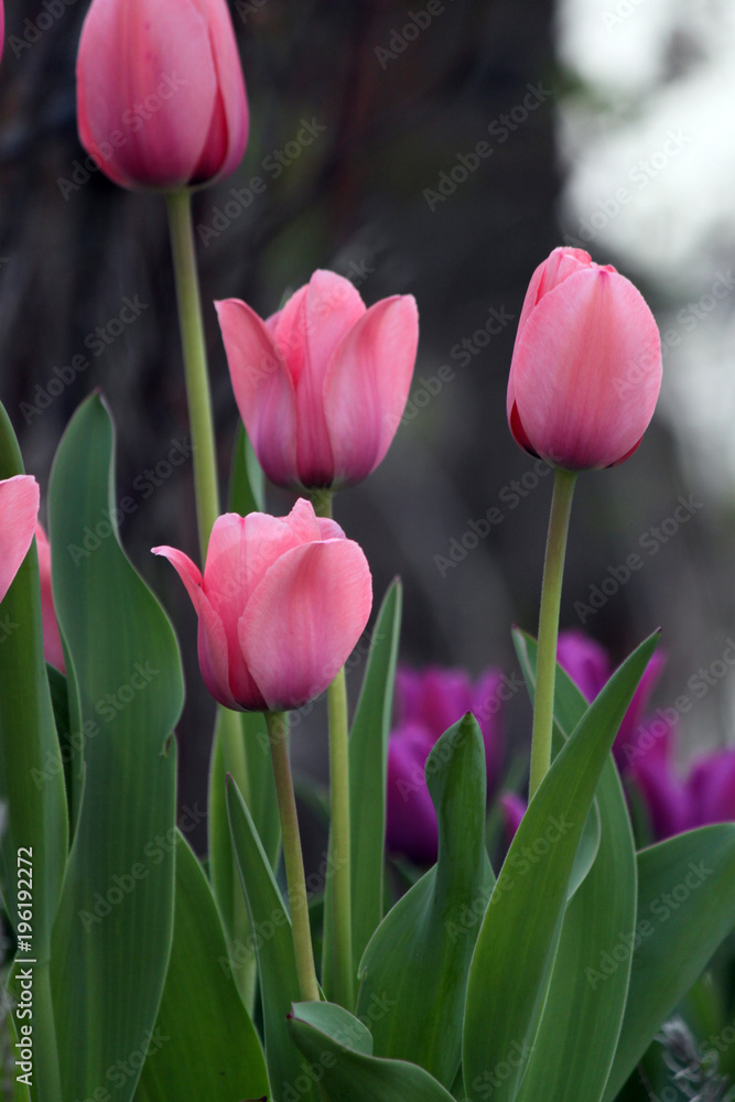 Fototapeta premium Spring tulips
