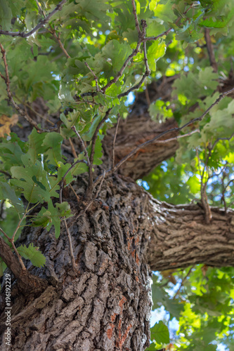 Trunk and leaves of a majestic oak tree in the summer.