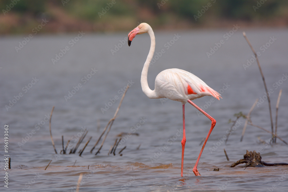 Portrait shot of White Flamingo  / White Flamingo, elegant bird.