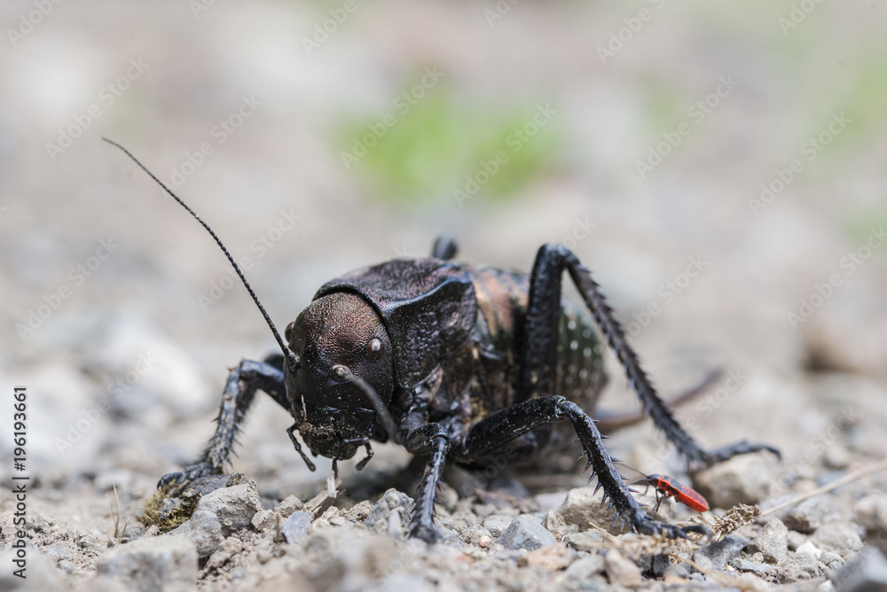 Bradiphorus dasiphus front view Bradiphorus dasiphus front view