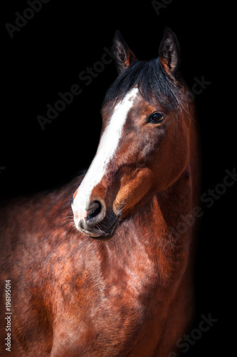 Portrait of Bay horse on black background.