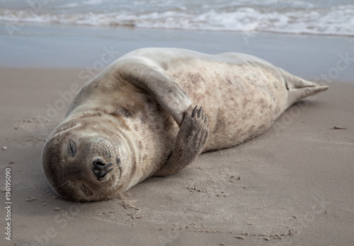 Sleeping baby seal