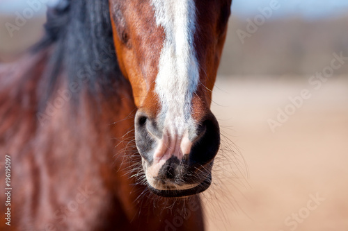 Fototapeta Naklejka Na Ścianę i Meble -  Nose Bay horse with a white mark close-up.