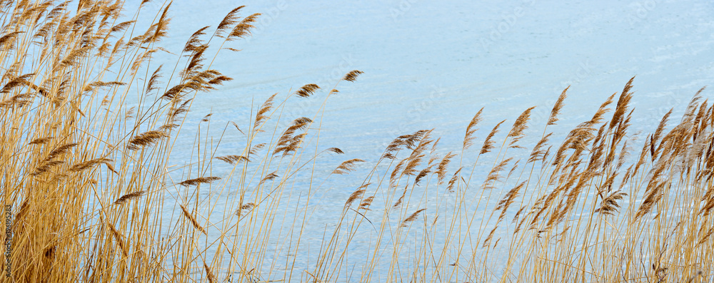 Reeds swaying in the wind - obrazy, fototapety, plakaty 