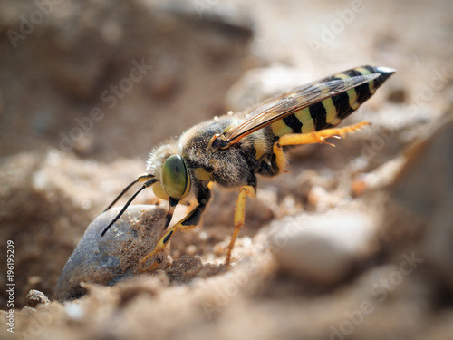 Sand wasp dragging a huge stone © kozorog